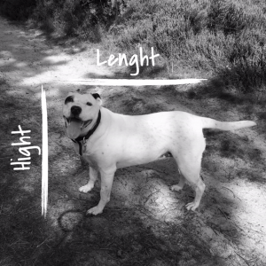 reiskennel huisdier Flying Dutch Pets